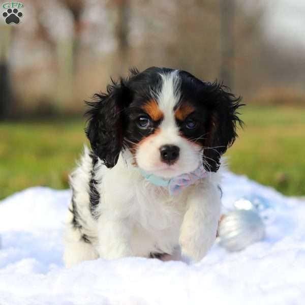 Benjie, Cavalier King Charles Spaniel Puppy